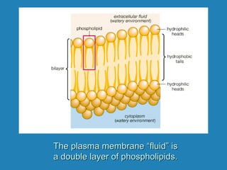 The plasma membrane “fluid” isThe plasma membrane “fluid” is
a double layer of phospholipids.a double layer of phospholipids.
 