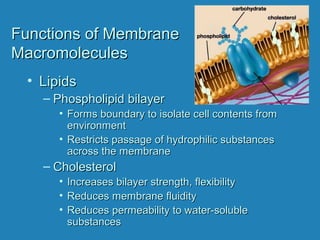 Functions of MembraneFunctions of Membrane
MacromoleculesMacromolecules
• LipidsLipids
– Phospholipid bilayerPhospholipid bilayer
• Forms boundary to isolate cell contents fromForms boundary to isolate cell contents from
environmentenvironment
• Restricts passage of hydrophilic substancesRestricts passage of hydrophilic substances
across the membraneacross the membrane
– CholesterolCholesterol
• Increases bilayer strength, flexibilityIncreases bilayer strength, flexibility
• Reduces membrane fluidityReduces membrane fluidity
• Reduces permeability to water-solubleReduces permeability to water-soluble
substancessubstances
 