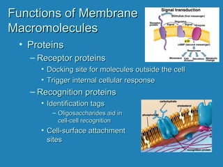 Functions of MembraneFunctions of Membrane
MacromoleculesMacromolecules
• ProteinsProteins
– Receptor proteinsReceptor proteins
• Docking site for molecules outside the cellDocking site for molecules outside the cell
• Trigger internal cellular responseTrigger internal cellular response
– Recognition proteinsRecognition proteins
• Identification tagsIdentification tags
– Oligosaccharides aid inOligosaccharides aid in
cell-cell recognitioncell-cell recognition
• Cell-surface attachmentCell-surface attachment
sitessites
 