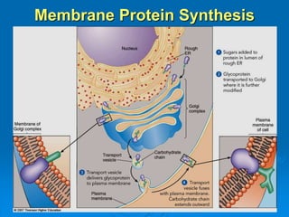 Plasma membrane structure and transport | PPTX