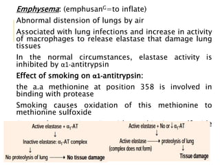 Emphysema: (emphusanG=to inflate)
Abnormal distension of lungs by air
Associated with lung infections and increase in activity
of macrophages to release elastase that damage lung
tissues
In the normal circumstances, elastase activity is
inhibited by α1-antitrypsin
Effect of smoking on α1-antitrypsin:
the a.a methionine at position 358 is involved in
binding with protease
Smoking causes oxidation of this methionine to
methionine sulfoxide
As result α1-antitrypsin with methionine sulfoxide
cannot bind and inactivate proteases
31
 