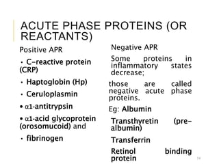 ACUTE PHASE PROTEINS (OR
REACTANTS)
Positive APR
• C-reactive protein
(CRP)
• Haptoglobin (Hp)
• Ceruloplasmin
• α1-antitrypsin
• α1-acid glycoprotein
(orosomucoid) and
• fibrinogen
Negative APR
Some proteins in
inflammatory states
decrease;
those are called
negative acute phase
proteins.
Eg: Albumin
Transthyretin (pre-
albumin)
Transferrin
Retinol binding
protein 54
 