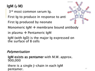 IgM (γ M)
3rd most common serum Ig.
First Ig to produce in response to antigen
First Ig produced by neonate
Monomeric IgM  membrane bound antibody
in plasma  Pentameric IgM
IgM (with IgD) is the major Ig expressed on
the surface of B cells
Polymerisation
IgM exists as pentamer with M.W. approx.
900,000
there is a single J-chain in each IgM
pentamer. 63
 