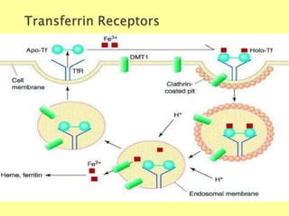 Biochemistry For Medics 7/11/2012 47
 