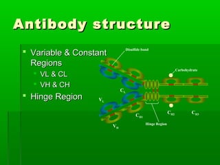 Antibody structure
                                   Disulfide bond
  Variable & Constant
   Regions
                                                                    Carbohydrate
    VL & CL
    VH & CH
                              CL
  Hinge Region    VL

                                                              CH2           CH3
                                         CH1
                                               Hinge Region
                         VH
 