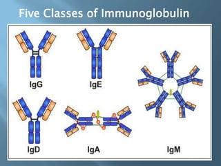 Five Classes of Immunoglobulin
 