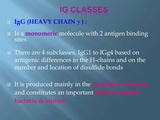  IgG (HEAVY CHAIN γ ) :
 Is a monomeric molecule with 2 antigen binding
sites
 There are 4 subclasses, IgG1 to IGg4 based on
antigenic differences in the H-chains and on the
number and location of disulfide bonds
 It is produced mainly in the secondary response
and constitutes an important defence against
bacteria & viruses
 