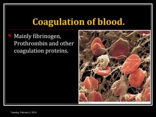 Coagulation of blood.
 Mainly fibrinogen,
Prothrombin and other
coagulation proteins.
Tuesday, February 2, 2016
 