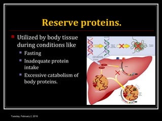 Reserve proteins.
 Utilized by body tissue
during conditions like
 Fasting
 Inadequate protein
intake
 Excessive catabolism of
body proteins.
Tuesday, February 2, 2016
 