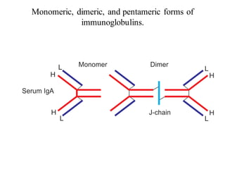 Monomeric, dimeric, and pentameric forms of
immunoglobulins.
 