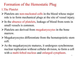 Formation of the Hemostatic Plug
1.The Platelet
 Platelets are non-nucleated cells in the blood whose major
role is to form mechanical plugs at the site of vessel injury.
 In the absence of platelets, leakage of blood from rents in
small vessels is common.
 Platelets are derived from megakaryocytes in the bone
marrow.
 Megakaryocytes differentiate from the hematopoietic stem
cell.
 As the megakaryocyte matures, it undergoes synchronous
nuclear replication without cellular division, to form a cell
with a multi-lobed nucleus and enlarged cytoplasm.
21
 