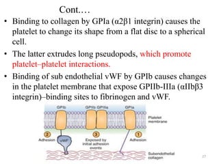 Cont.…
• Binding to collagen by GPIa (α2β1 integrin) causes the
platelet to change its shape from a flat disc to a spherical
cell.
• The latter extrudes long pseudopods, which promote
platelet–platelet interactions.
• Binding of sub endothelial vWF by GPIb causes changes
in the platelet membrane that expose GPIIb-IIIa (αIIbβ3
integrin)–binding sites to fibrinogen and vWF.
27
 