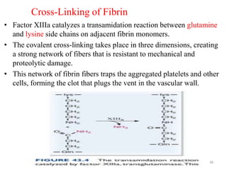 Cross-Linking of Fibrin
• Factor XIIIa catalyzes a transamidation reaction between glutamine
and lysine side chains on adjacent fibrin monomers.
• The covalent cross-linking takes place in three dimensions, creating
a strong network of fibers that is resistant to mechanical and
proteolytic damage.
• This network of fibrin fibers traps the aggregated platelets and other
cells, forming the clot that plugs the vent in the vascular wall.
36
 