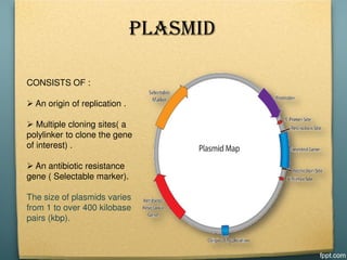 PLASMID
CONSISTS OF :
 An origin of replication .
 Multiple cloning sites( a
polylinker to clone the gene
of interest) .
 An antibiotic resistance
gene ( Selectable marker).
The size of plasmids varies
from 1 to over 400 kilobase
pairs (kbp).
 