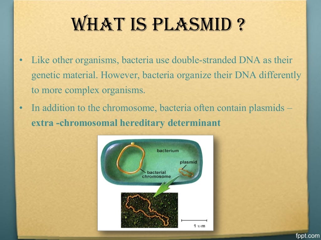 Plasmid