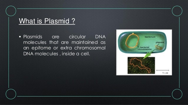Plasmid