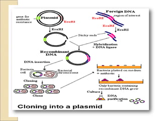 Plasmid | PPT