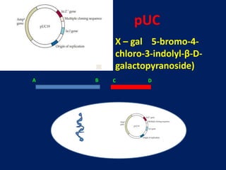A B C D
pUC
X – gal 5-bromo-4-
chloro-3-indolyl-β-D-
galactopyranoside)
 