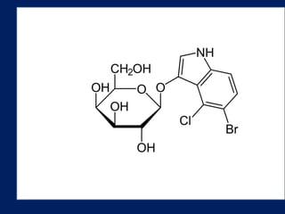 Plasmids Vectors in recombinant dna technology (pBR322)