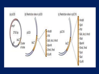 Plasmids Vectors in recombinant dna technology (pBR322)