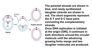 The parental strands are shown in
blue, and newly synthesized
daughter strands are shown in
red. The short segments represent
the A·T and G·C base pairs
connecting the complementary
strands.
Once DNA replication is initiated
at the origin (ORI), it continues in
both directions around the circular
molecule until the advancing
growing forks merge and two
daughter molecules are produced.
 