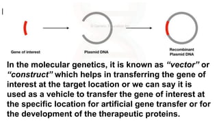 Plasmids as genetic tools
In the molecular genetics, it is known as “vector” or
“construct” which helps in transferring the gene of
interest at the target location or we can say it is
used as a vehicle to transfer the gene of interest at
the specific location for artificial gene transfer or for
the development of the therapeutic proteins.
 