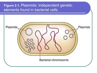 Plasmid and-its-genome-by shahla abid | PPT