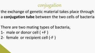 conjugation
the exchange of genetic material takes place through
a conjugation tube between the two cells of bacteria
There are two mating types of bacteria,
1- male or donor cell ( +F )
2- female or recipient cell (-F )
 