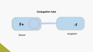 Donor recipient
Conjugation tube
 