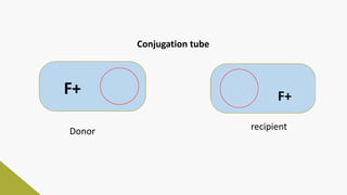 Donor recipient
Conjugation tube
F+
 