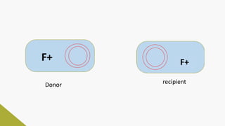 Donor recipient
F+
 