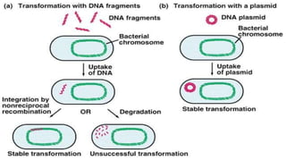 Transformation
Direct uptake of donor DNA by recipient cells depends on their
competence for transformation. Natural occurrence of this
property is unusual among bacteria, and some of these strains
are transformable only in the presence of competence factors,
produced only at a specific point in the growth cycle. Other
strains readily undergo natural transformation, and these
organisms offer promise for genetic engineering because of the
ease with which they incorporate modified DNA into their
chromosomes. Naturally competent transformable bacteria are
found in several genera and include Bacillus subtilis,
Haemophilus influenzae, Neisseria gonorrhoeae, and
Streptococcus pneumoniae. DNA fragments containing genes
from such organisms can be readily identified on the basis of
their ability to transform mutant cells to the wild type. These
techniques represent a substantial advance over the laborious
procedures used by Avery and his associates to demonstrate
that the pneumococcus transforming principle was DNA.
Natural transformation is an active process demanding specific
 