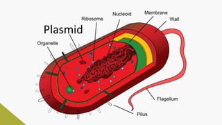 Plasmid
 