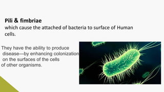 Pili & fimbriae
which cause the attached of bacteria to surface of Human
cells.
They have the ability to produce
disease—by enhancing colonization
on the surfaces of the cells
of other organisms.
 