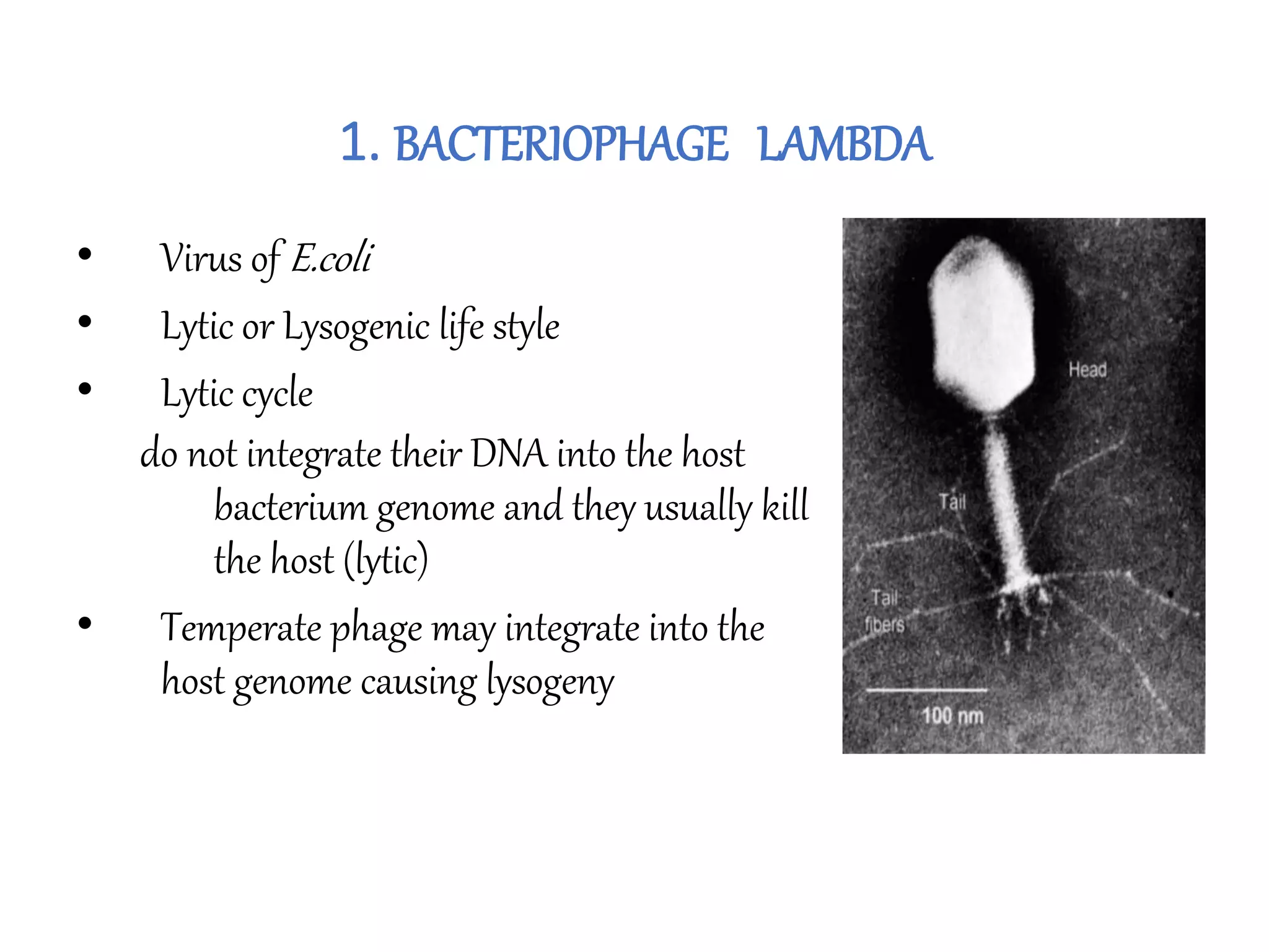 Plasmid and phage vector | PPTX