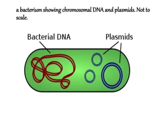 a bacteriumshowing chromosomal DNA and plasmids. Not to
scale.
 