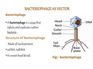 BACTERIOPHAGE AS VECTOR
Bacteriophage
•A bacteriophage is a virus that
infects and replicates within
bacteria .
Structure of Bacteriophage
• Made of nucleoprotein
•ssDNA /sdDNA
•It consist head & tail.
Fig:- bacteriophage
 