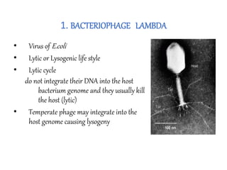 1. BACTERIOPHAGE LAMBDA
• Virus of E.coli
• Lytic or Lysogenic life style
• Lytic cycle
do not integrate their DNA into the host
bacterium genome and they usually kill
the host (lytic)
• Temperate phage may integrate into the
host genome causing lysogeny
 