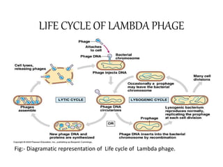LIFE CYCLE OF LAMBDA PHAGE
Fig:- Diagramatic representation of Life cycle of Lambda phage.
 