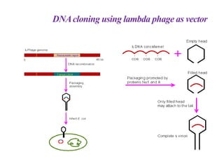 DNAcloning using lambda phage as vector
 