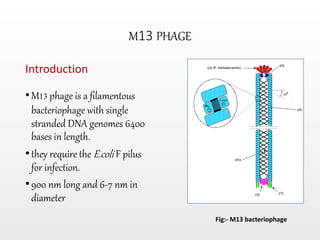 M13 PHAGE
Introduction
•M13 phage is a filamentous
bacteriophage with single
stranded DNA genomes 6400
bases in length.
•they require the E.coli F pilus
for infection.
•900 nm long and 6-7 nm in
diameter
Fig:- M13 bacteriophage
 
