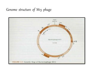 Genome structure of M13 phage
 