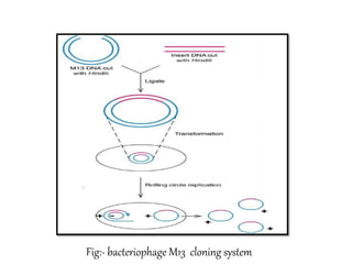 Fig:- bacteriophage M13 cloning system
 