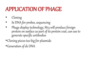 APPLICATION OF PHAGE
• Cloning
• Ss DNA for probes, sequencing
• Phage display technology, M13 will produce foreign
protein on surface as part of its protein coat, can use to
generate specific antibodies
•Cloning pieces too big for plasmids
•Generation of ds DNA
 