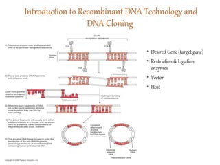 Introduction to Recombinant DNA Technology and
DNA Cloning
• Desired Gene (target gene)
• Restriction & Ligation
enzymes
• Vector
• Host
 
