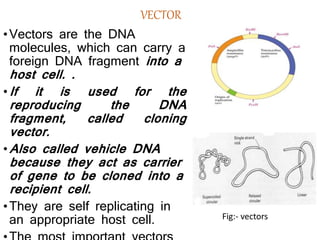 VECTOR
•Vectors are the DNA
molecules, which can carry a
foreign DNA fragment into a
host cell. .
•If it is used for the
reproducing the DNA
fragment, called cloning
vector.
•Also called vehicle DNA
because they act as carrier
of gene to be cloned into a
recipient cell.
•They are self replicating in
an appropriate host cell. Fig:- vectors
 