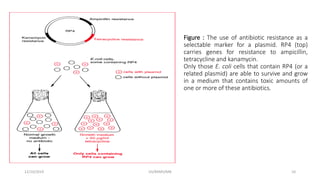 Figure : The use of antibiotic resistance as a
selectable marker for a plasmid. RP4 (top)
carries genes for resistance to ampicillin,
tetracycline and kanamycin.
Only those E. coli cells that contain RP4 (or a
related plasmid) are able to survive and grow
in a medium that contains toxic amounts of
one or more of these antibiotics.
12/10/2019 DS/RKMV/MB 10
 