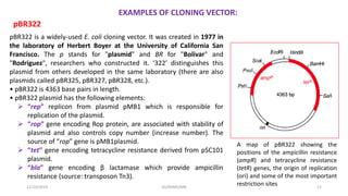 EXAMPLES OF CLONING VECTOR:
pBR322
pBR322 is a widely-used E. coli cloning vector. It was created in 1977 in
the laboratory of Herbert Boyer at the University of California San
Francisco. The p stands for "plasmid" and BR for "Bolivar" and
"Rodriguez", researchers who constructed it. ‘322’ distinguishes this
plasmid from others developed in the same laboratory (there are also
plasmids called pBR325, pBR327, pBR328, etc.).
• pBR322 is 4363 base pairs in length.
• pBR322 plasmid has the following elements:
 “rep” replicon from plasmid pMB1 which is responsible for
replication of the plasmid.
 “rop” gene encoding Rop protein, are associated with stability of
plasmid and also controls copy number (increase number). The
source of “rop” gene is pMB1plasmid.
 “tet” gene encoding tetracycline resistance derived from pSC101
plasmid.
 “bla” gene encoding β lactamase which provide ampicillin
resistance (source: transposon Tn3).
A map of pBR322 showing the
positions of the ampicillin resistance
(ampR) and tetracycline resistance
(tetR) genes, the origin of replication
(ori) and some of the most important
restriction sites
12/10/2019 DS/RKMV/MB 21
 