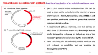 12/10/2019 DS/RKMV/MB 25
• pBR322 has several unique restriction sites that can be
used to open up the vector before the insertion of a new
DNA fragment . BamHI, for example, cuts pBR322 at just
one position, within the cluster of genes that code for
resistance to tetracycline.
• A recombinant pBR322 molecule, one that carries an
extra piece of DNA in the BamHI site, is no longer able to
confer tetracycline resistance on its host, as one of the
necessary genes is now disrupted by the inserted DNA.
• Cells containing this recombinant pBR322 molecule are
still resistant to ampicillin, but are sensitive to
tetracycline (ampR tetS).
Recombinant selection with pBR322: Insertional inactivation of an antibiotic resistance gene
 