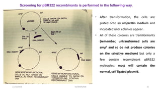 12/10/2019 DS/RKMV/MB 26
Screening for pBR322 recombinants is performed in the following way.
• After transformation, the cells are
plated onto an ampicillin medium and
incubated until colonies appear .
• All of these colonies are transformants
(remember, untransformed cells are
ampS and so do not produce colonies
on the selective medium) but only a
few contain recombinant pBR322
molecules; most will contain the
normal, self ligated plasmid.
 